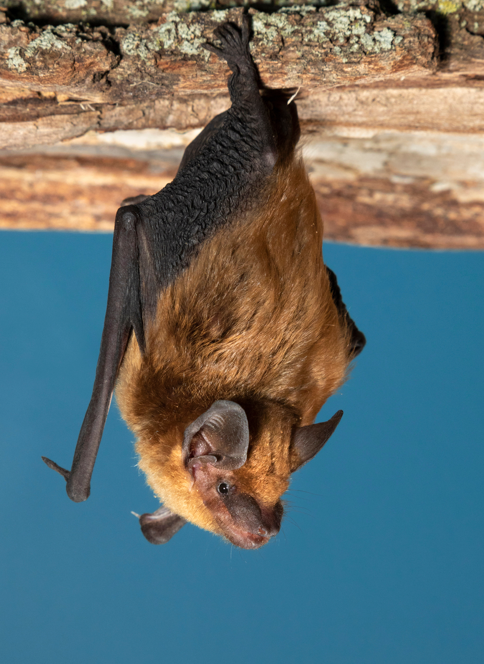 Bat