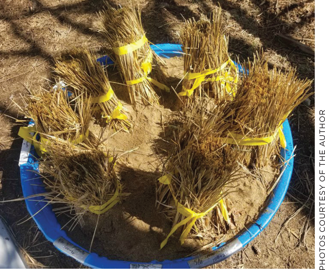 Dune plugs ready for planting