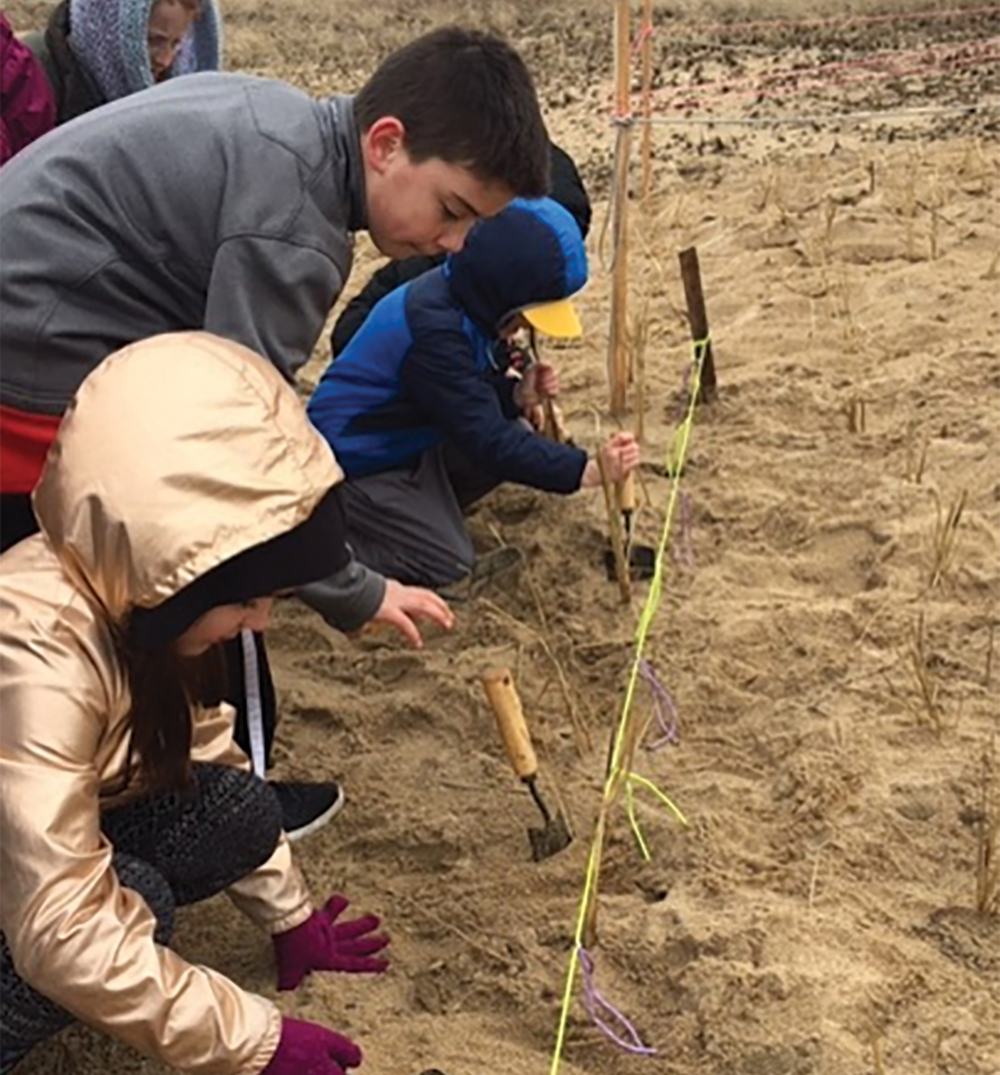 Students continue planting dunegrass plugs.