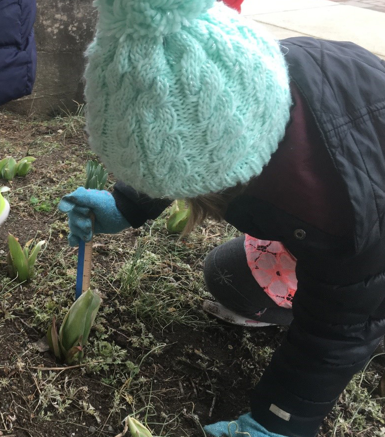 A student checks on her tulips.