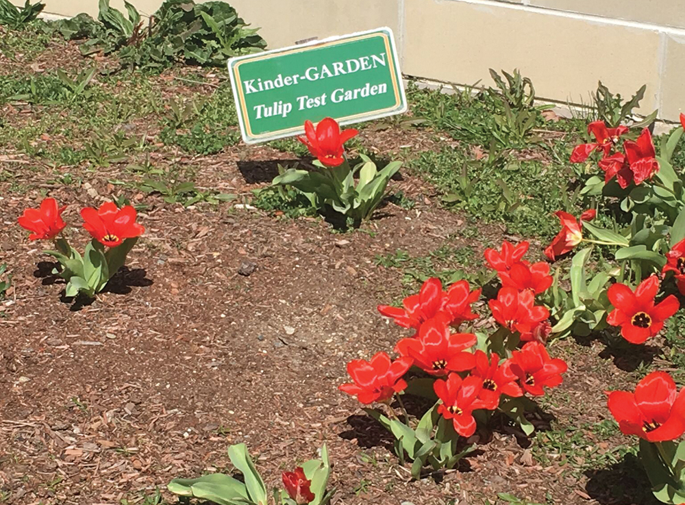 Tulips in bloom