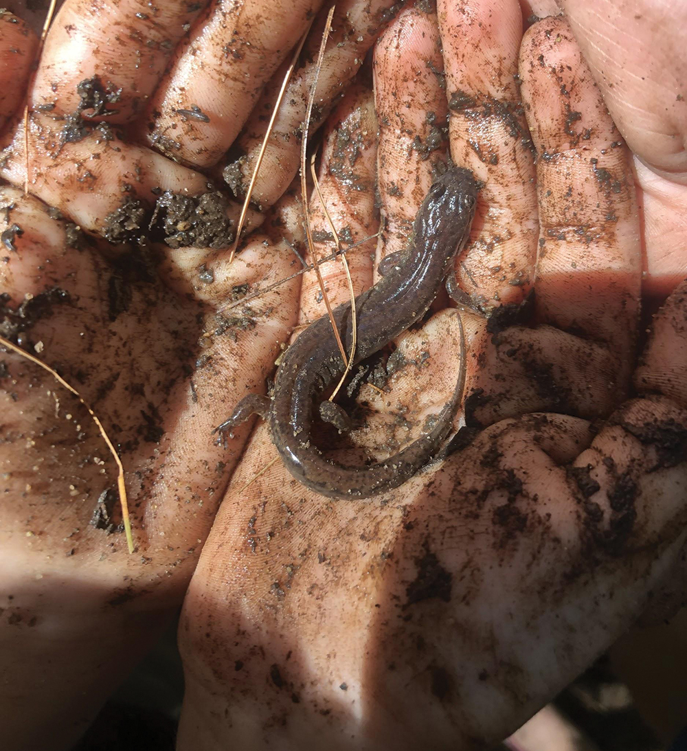 Student holding a northern dusky salamander.
