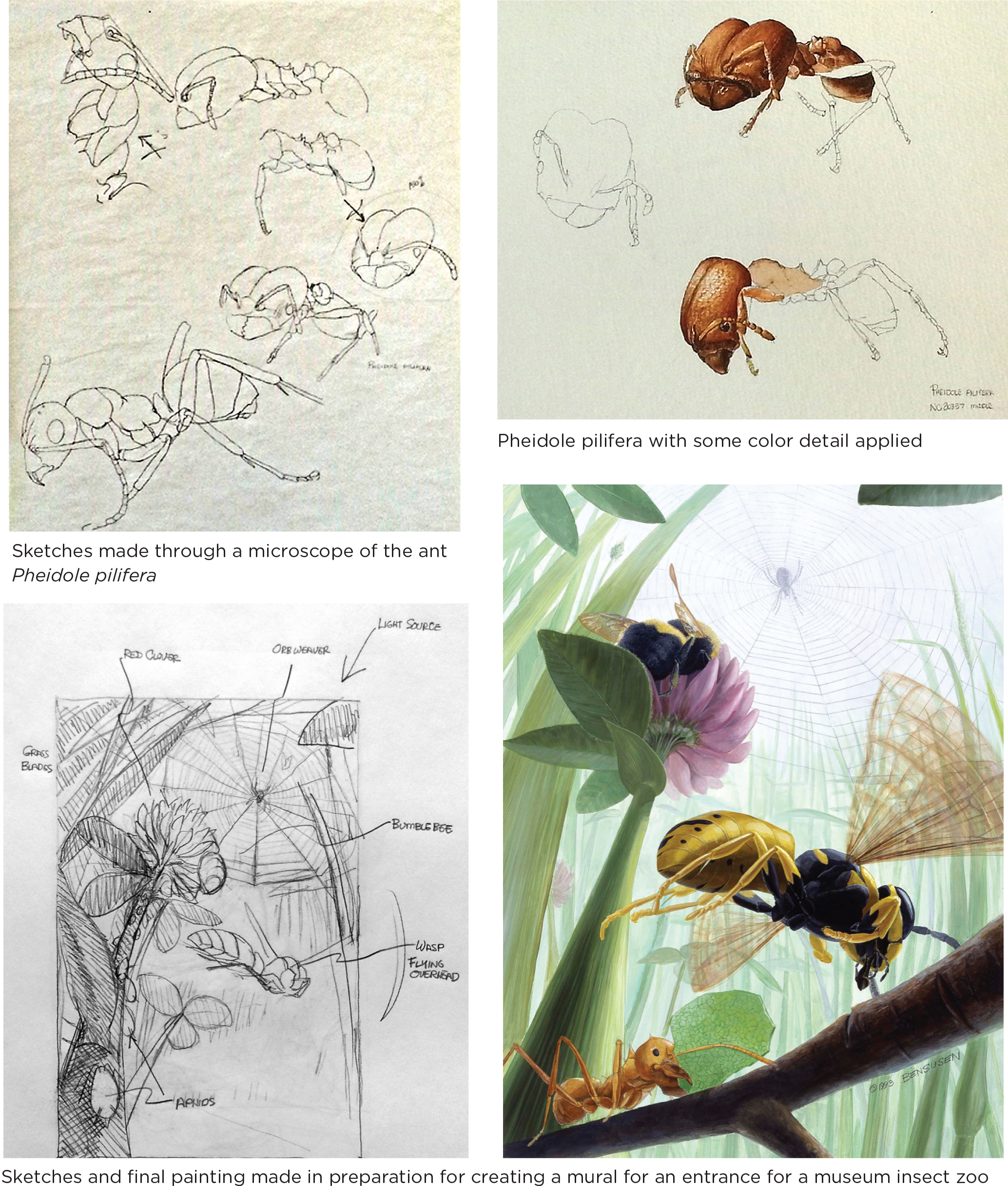 Scientific illustrations stages.