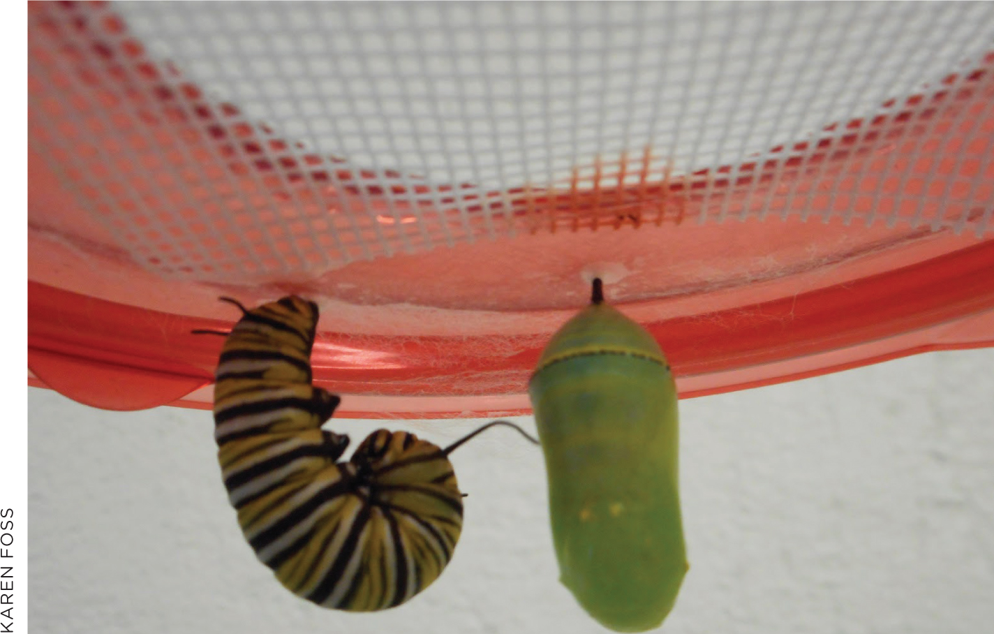 As part of their CS project, students observe metamorphosis in the classroom, first seeing how caterpillars form a chrysalis.