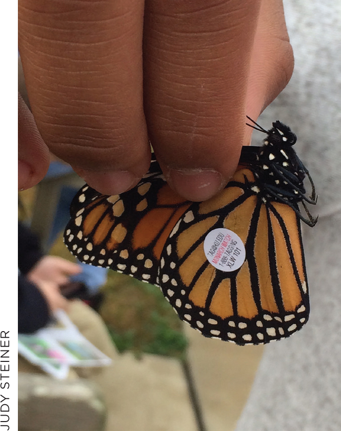 Students tag Monarch butterflies in order to track their migration.