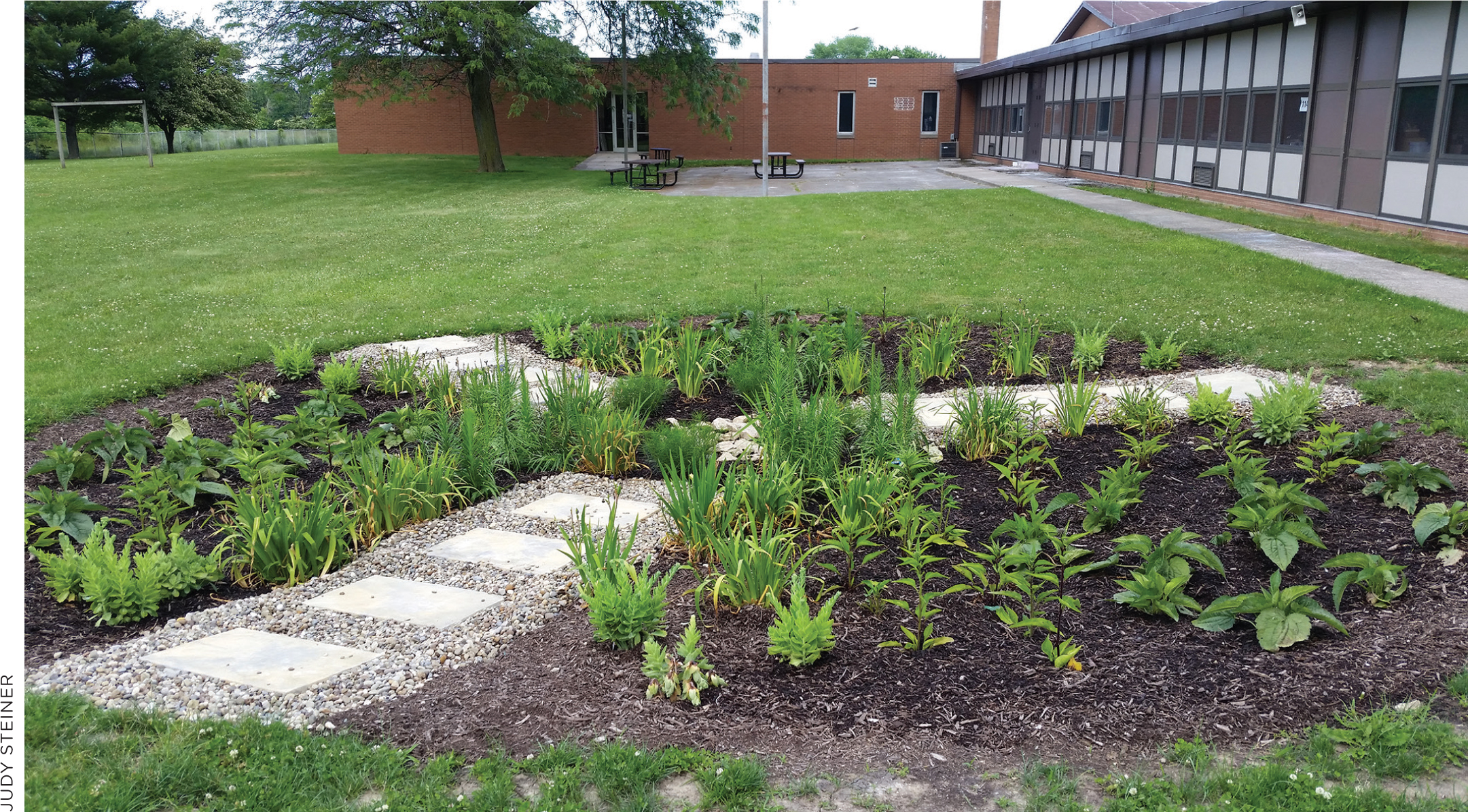 In lieu of a pollinator garden, students use planter boxes filled with native plant species.