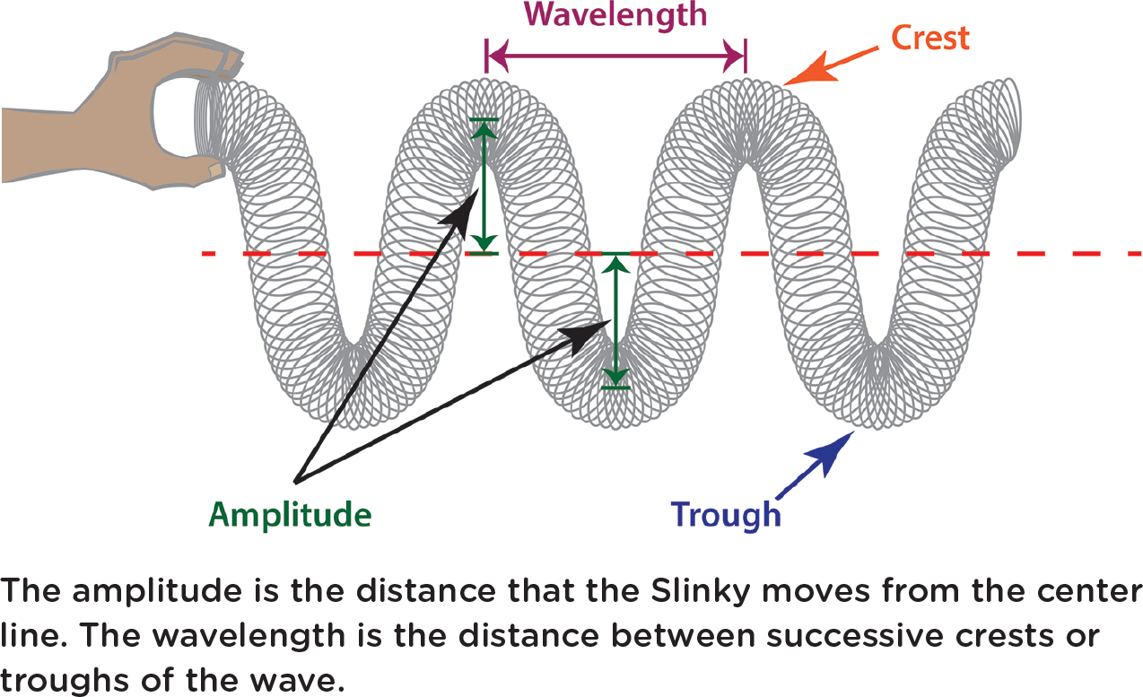 The amplitude is the distance that the Slinky moves from the center line. The wavelength is the distance between successive crests or troughs of the wave.