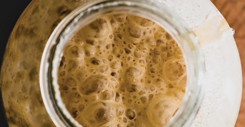 Jar of sourdough “starter.” Some starters have been passed down from generation to generation in families, yet little is known about the organisms that play a key role in the bread making process.