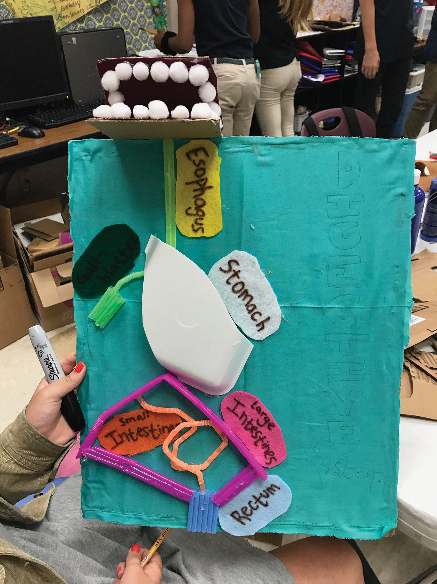 Student model of the digestive system