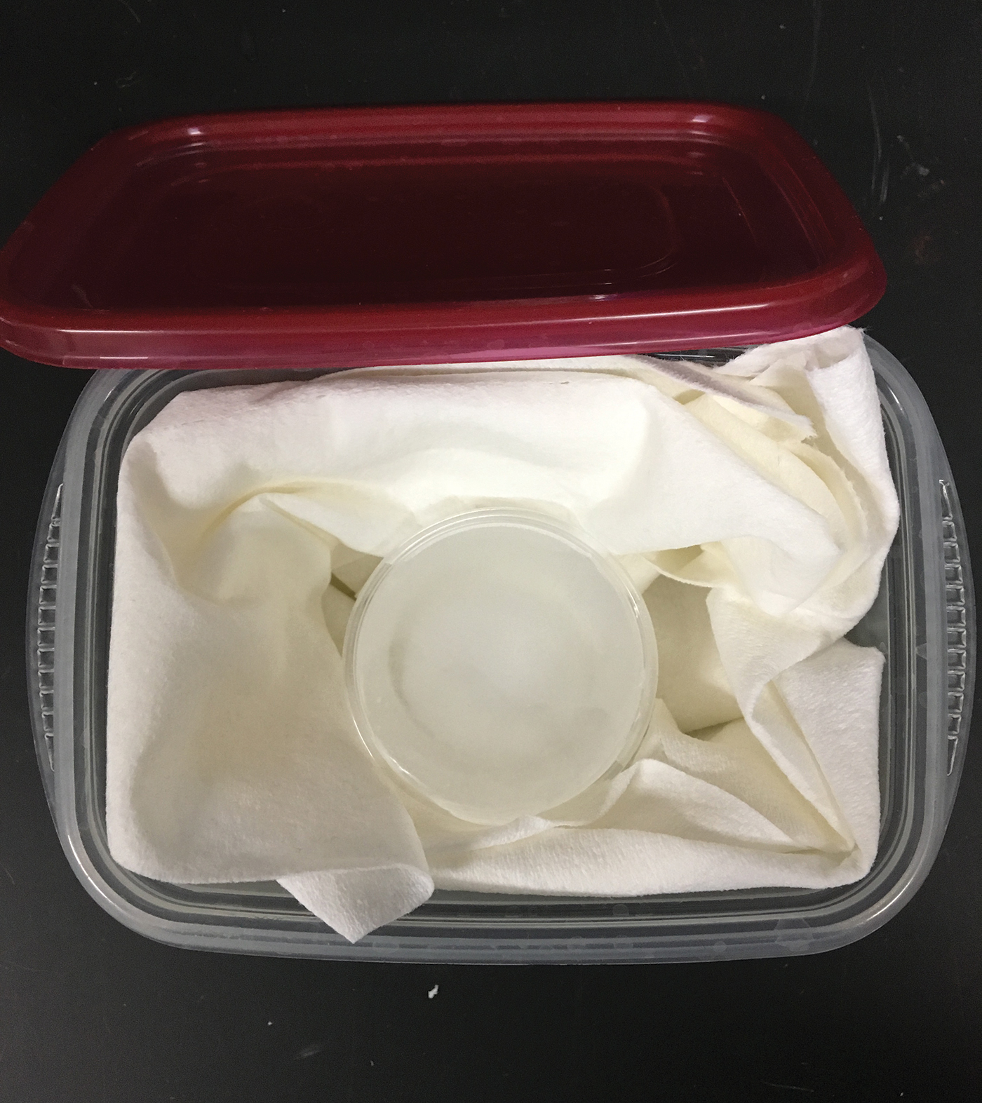 Sample ice-keeper. Plastic tub, paper towel insulation