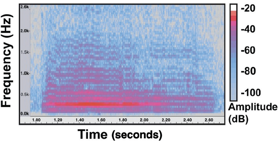 A spectrogram of a typical bee buzz.