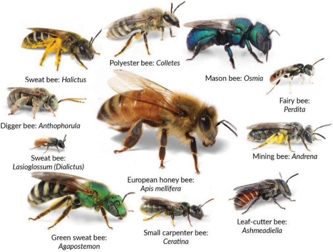 Chart showing diversity of bees
