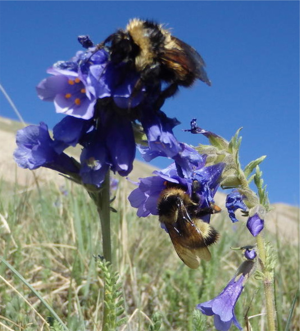 Golden-Belted Bumblebee [Photo Courtesy Of Zoe Moffet].