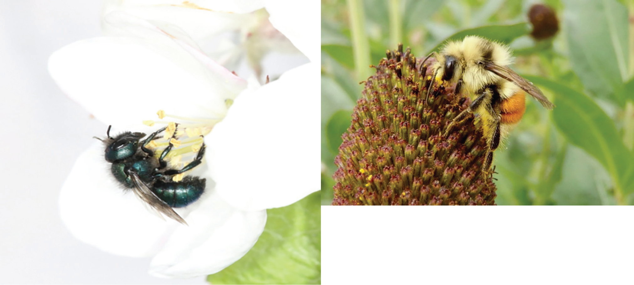 Left: Mason bee pollinating apple blossoms (photo courtesy of Joe Wilson). Right: Forest bumblebee (photo courtesy of Zack Miller].