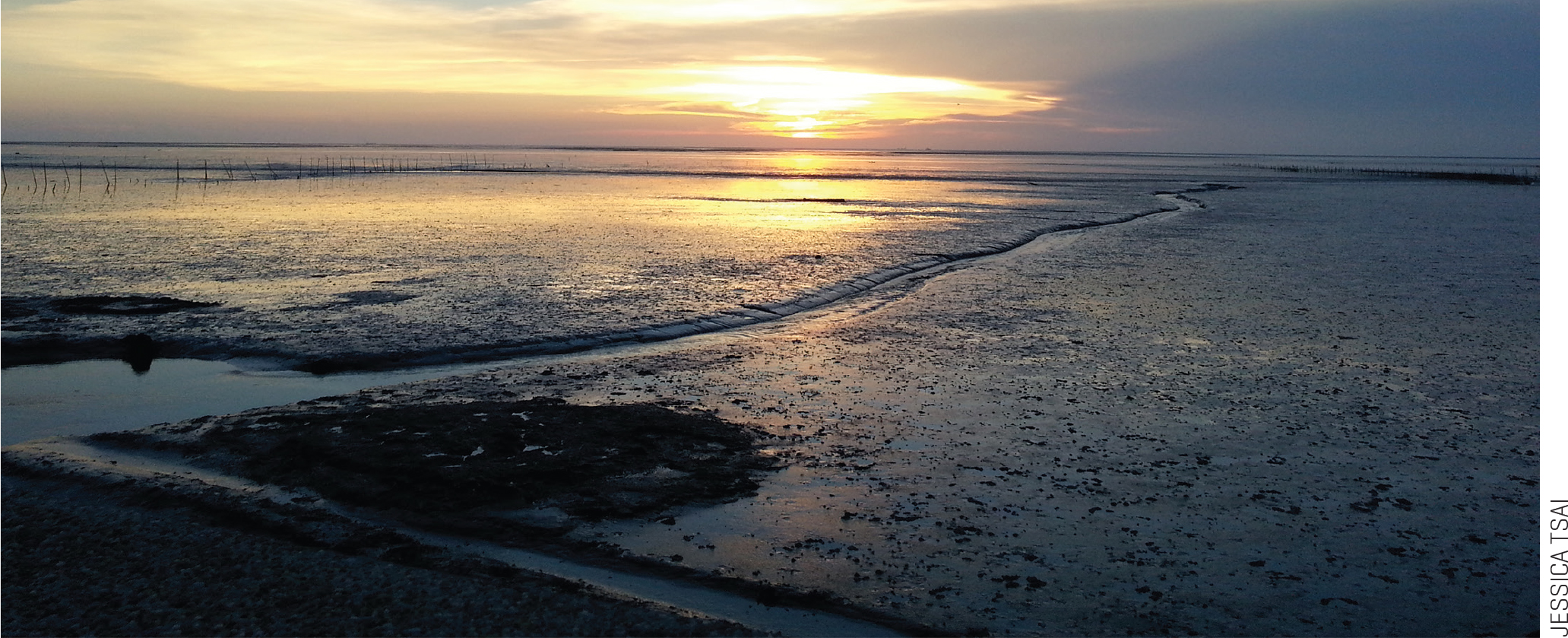 Changhua coastal wetland