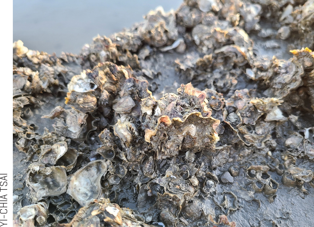 Oysters in Changhua coastal wetland