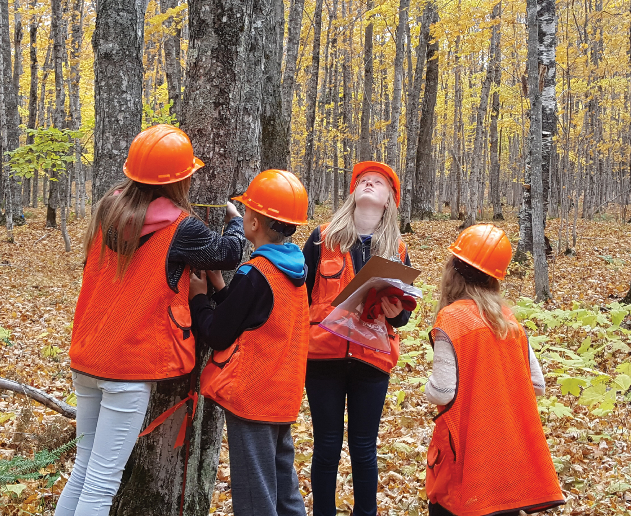 Students measure the diameter of a tree