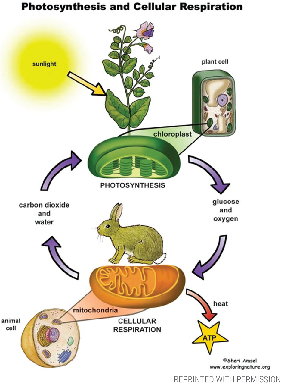 Common image of photosynthesis and cellular respiration processes.