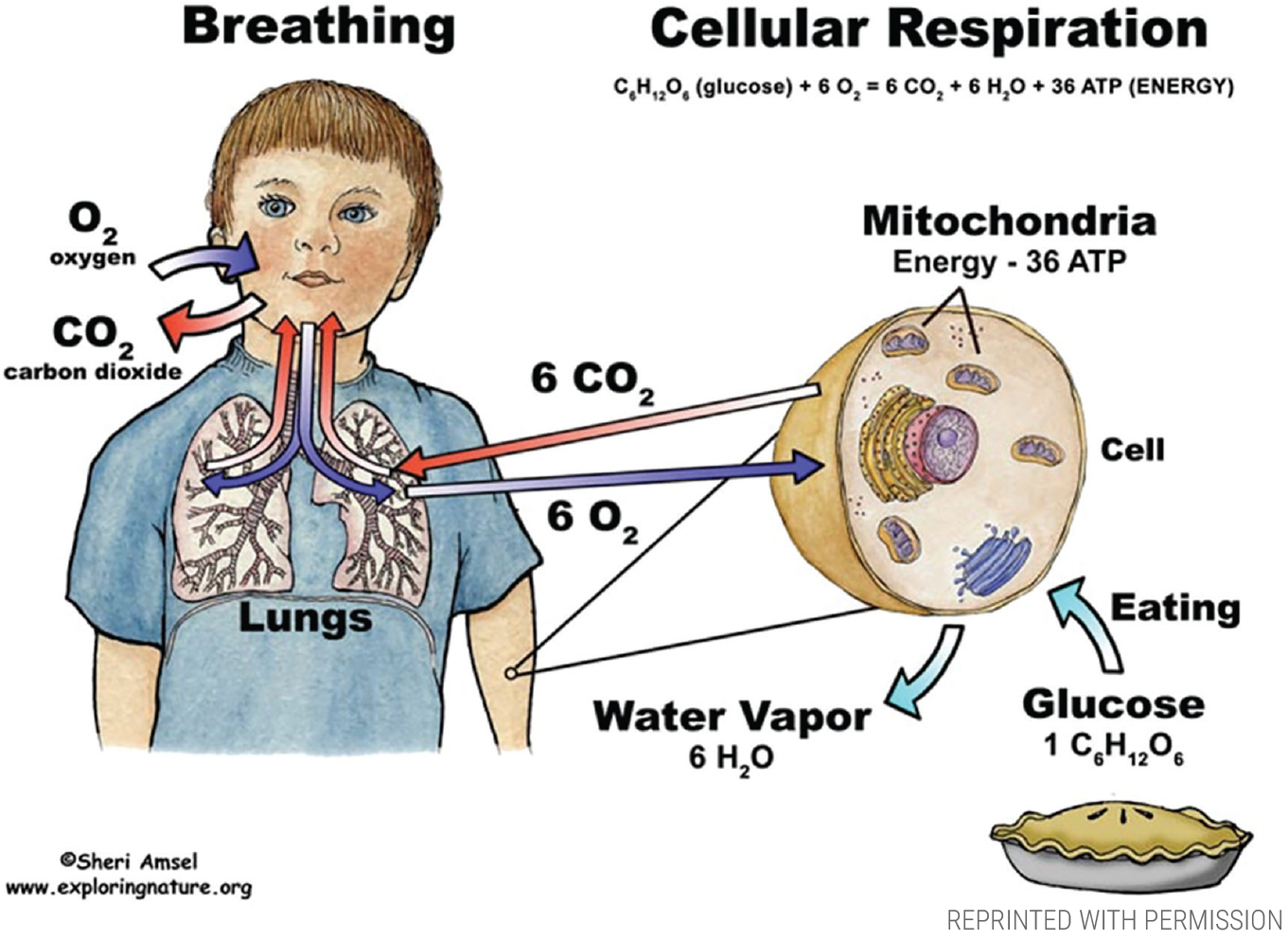 Diagram showing breathing and cellular respiration processes.