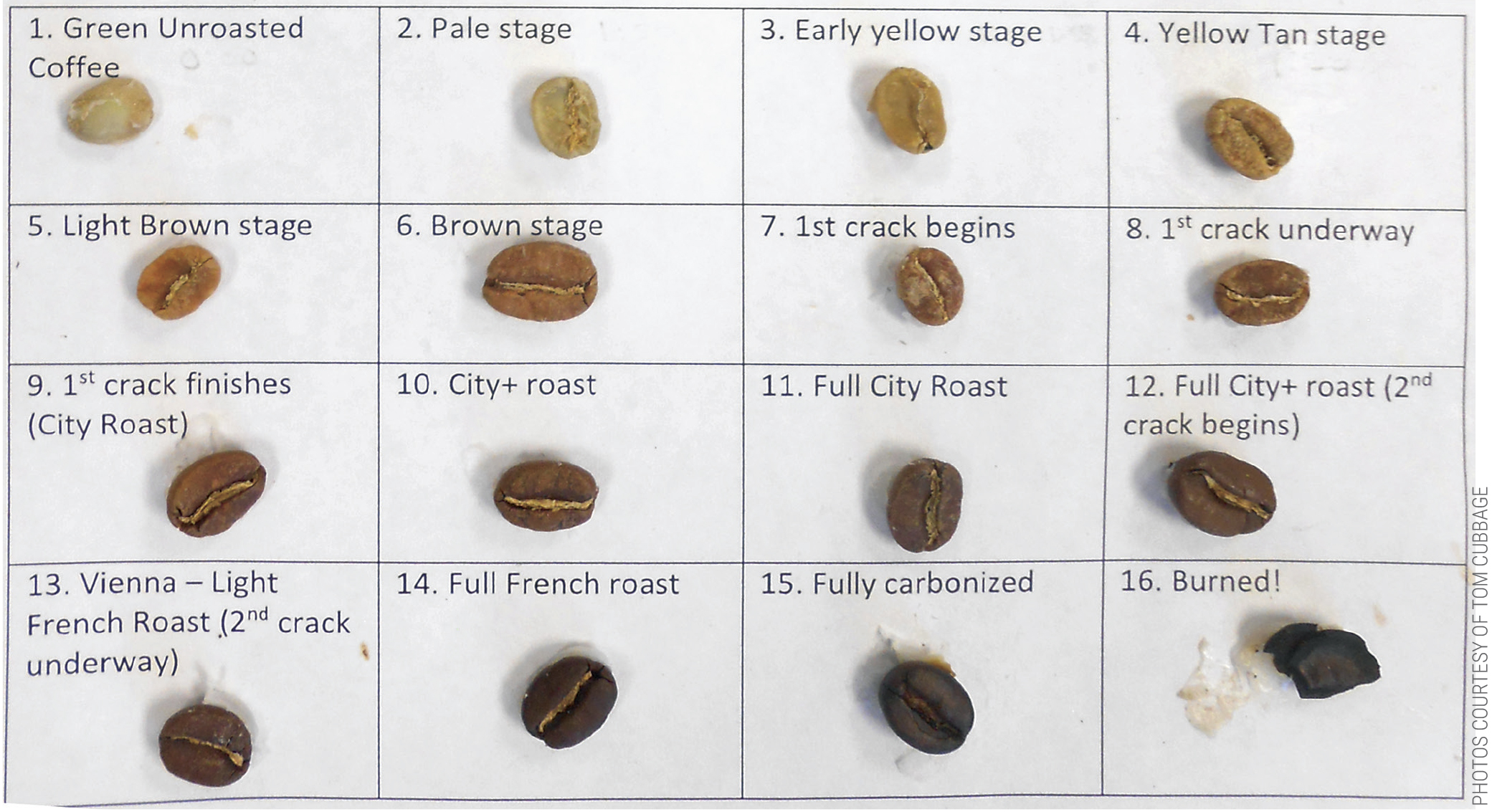 Coffee bean roasting stages.