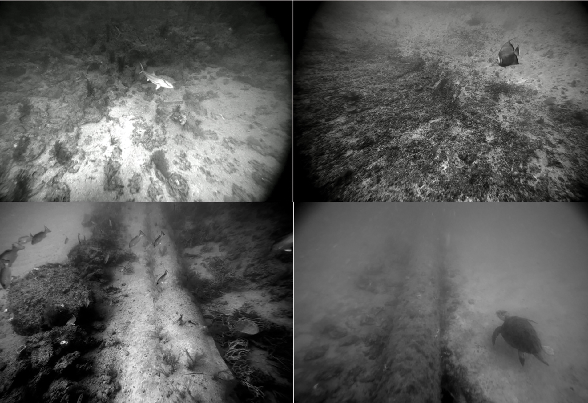 Examples of imagery from the towed camera system, C-BASS.