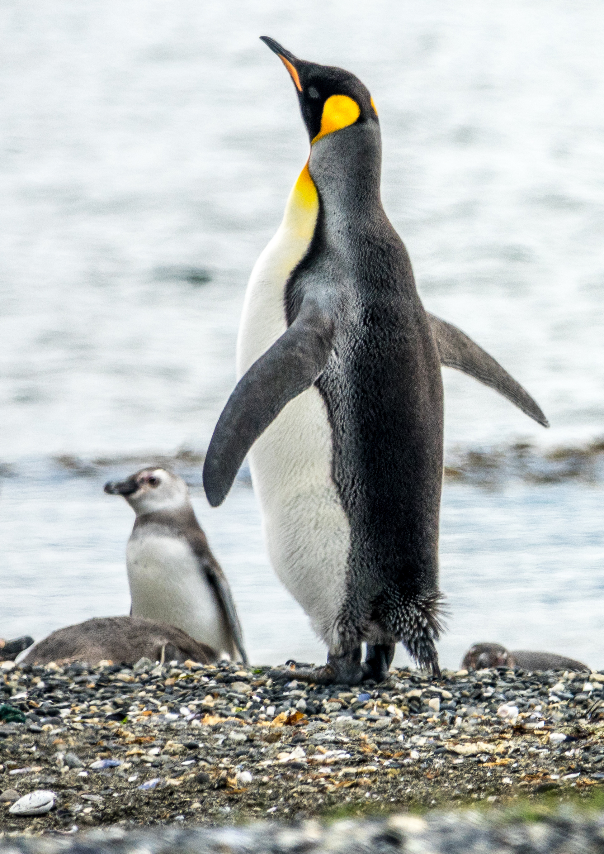 penguins