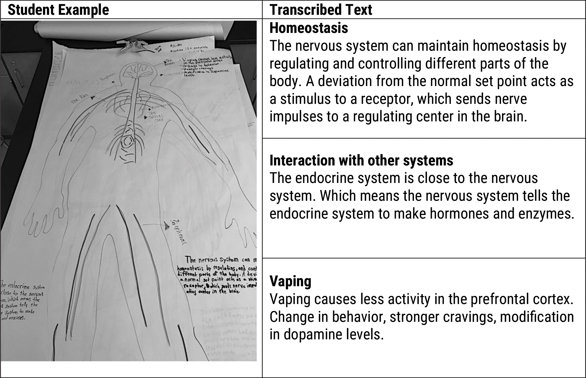 Example nervous system poster.