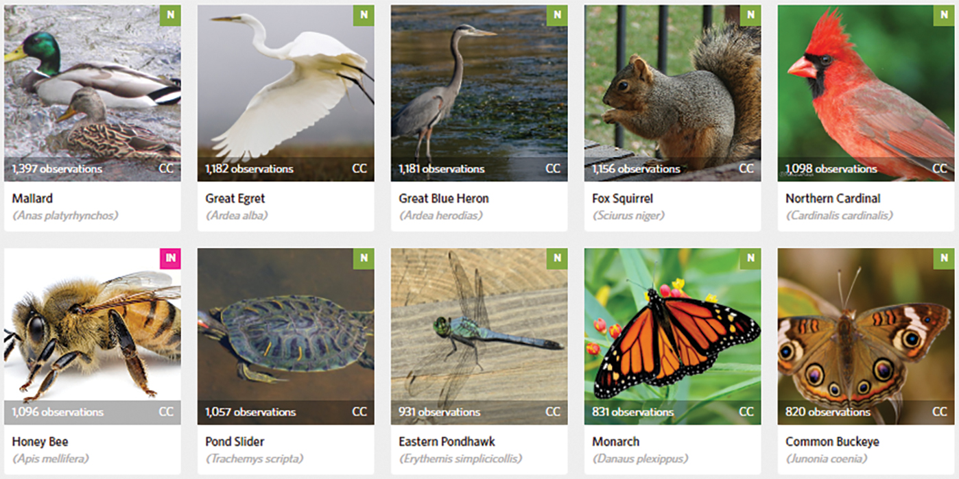 Local species guide created from City Nature Challenge data.