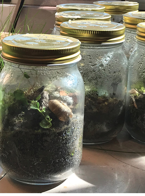 jars by window