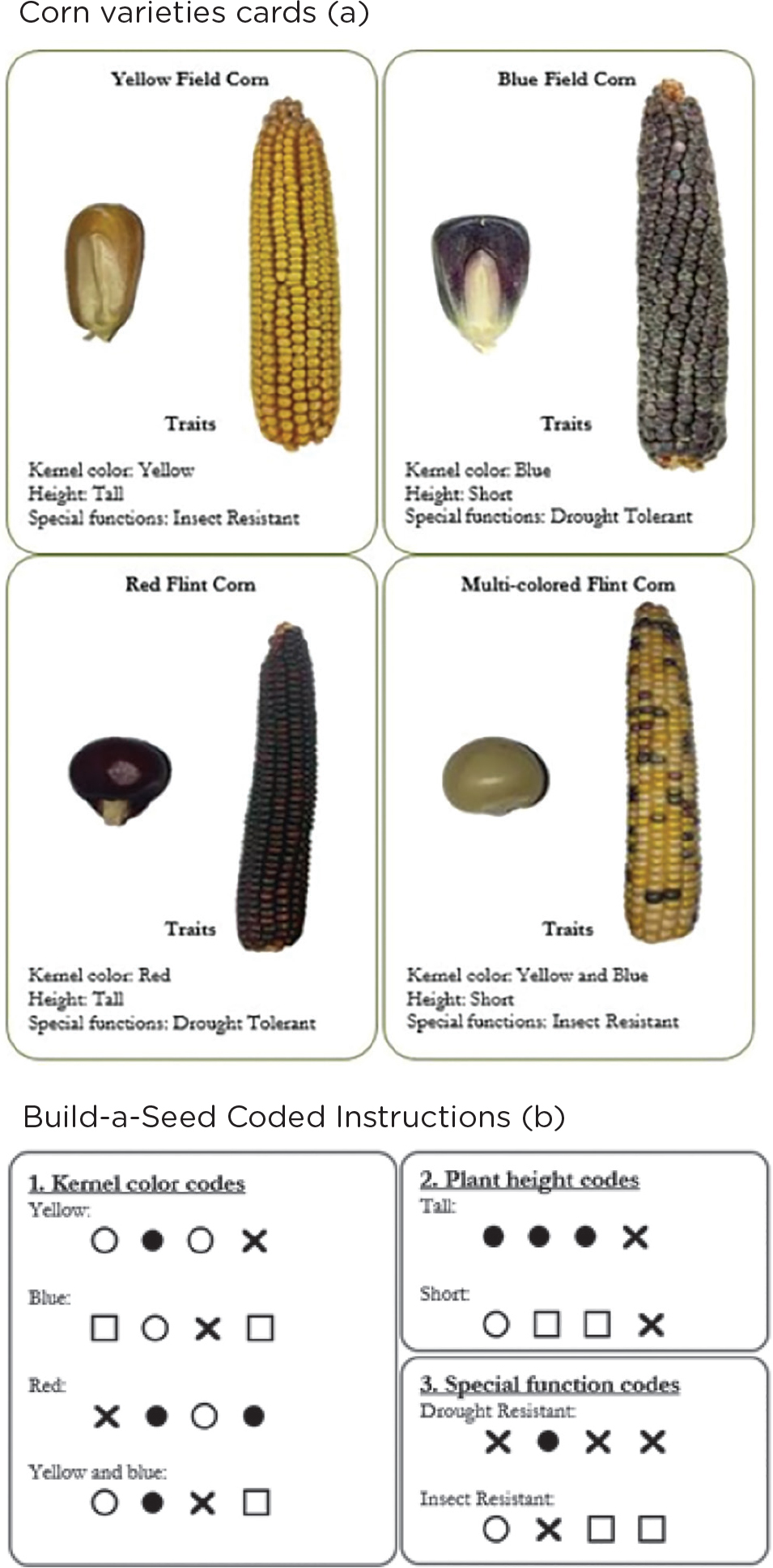 Connecting visible corn traits (a) to invisible coded instructions (b).