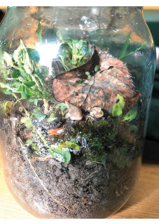 Ecosystem in a Jar | NSTA