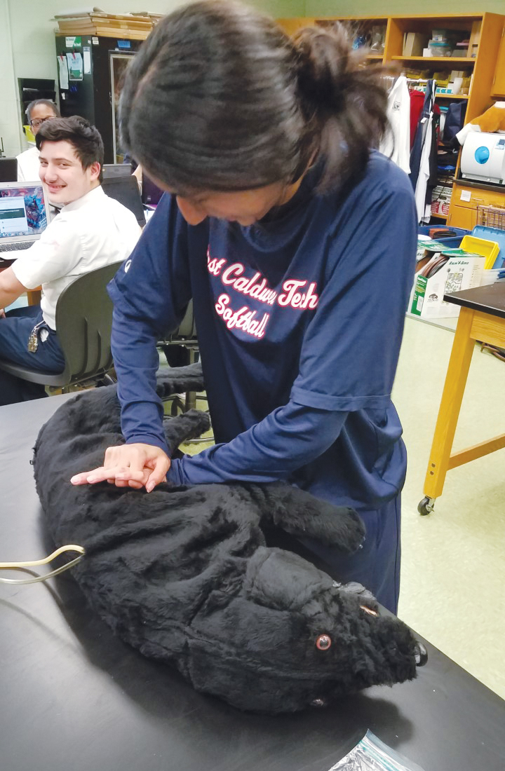 Student practicing canine CPR